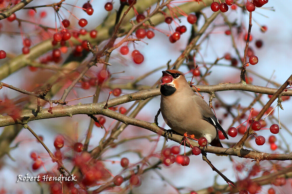 Bohemian Waxwing