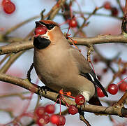 Bohemian Waxwing