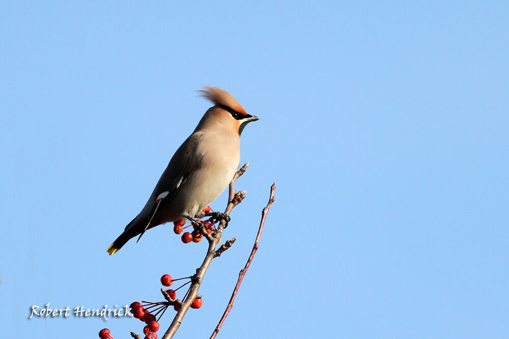 Bohemian Waxwing