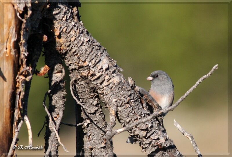 Junco ardoisé