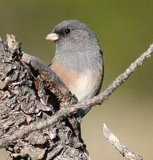 Junco ardoisé