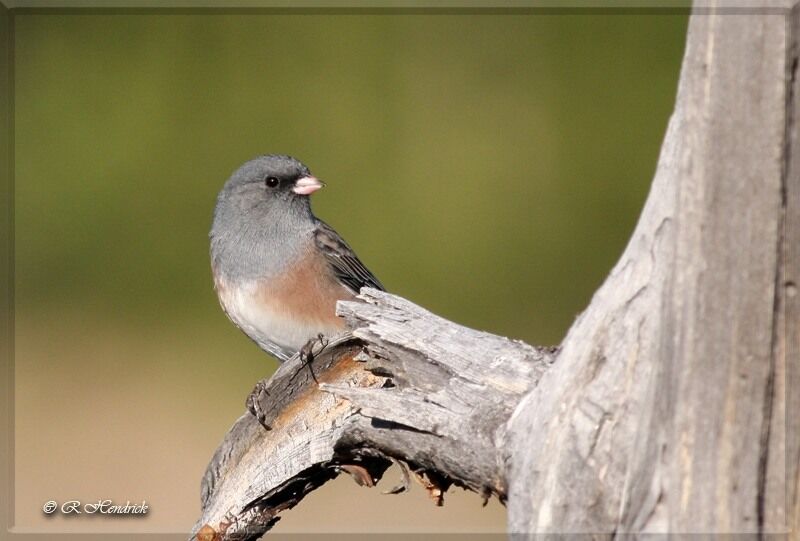 Dark-eyed Junco