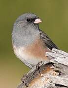 Dark-eyed Junco