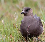 Parasitic Jaeger