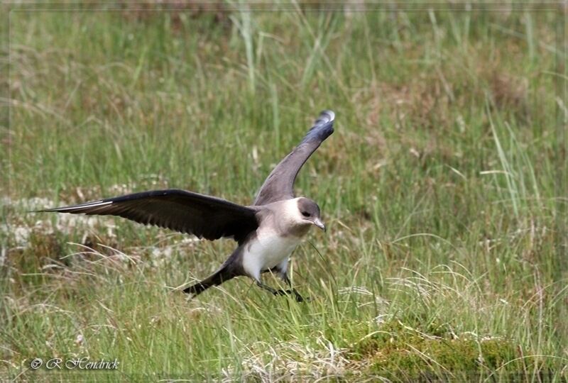 Parasitic Jaeger