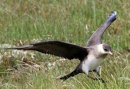 Parasitic Jaeger