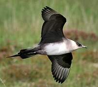 Parasitic Jaeger