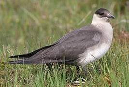 Parasitic Jaeger