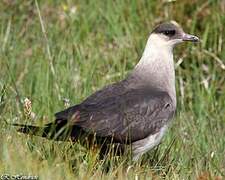 Parasitic Jaeger