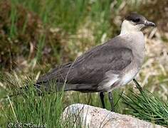 Parasitic Jaeger