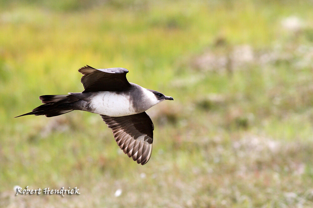 Parasitic Jaeger