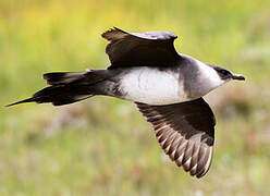 Parasitic Jaeger