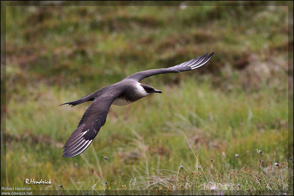 Parasitic Jaegeradult breeding, pigmentation, Flight