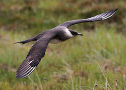 Parasitic Jaeger