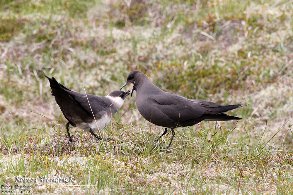 Parasitic Jaegeradult breeding, pigmentation, courting display, Behaviour