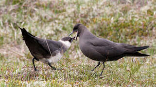 Parasitic Jaeger