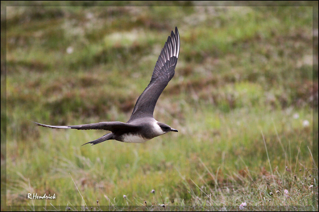 Parasitic Jaeger