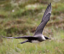 Parasitic Jaeger