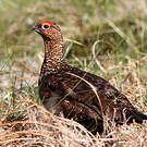 Lagopède d'Écosse