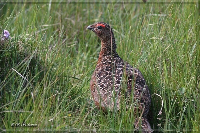Red Grouse