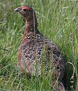 Willow Ptarmigan (scotica)