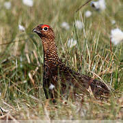 Willow Ptarmigan (scotica)