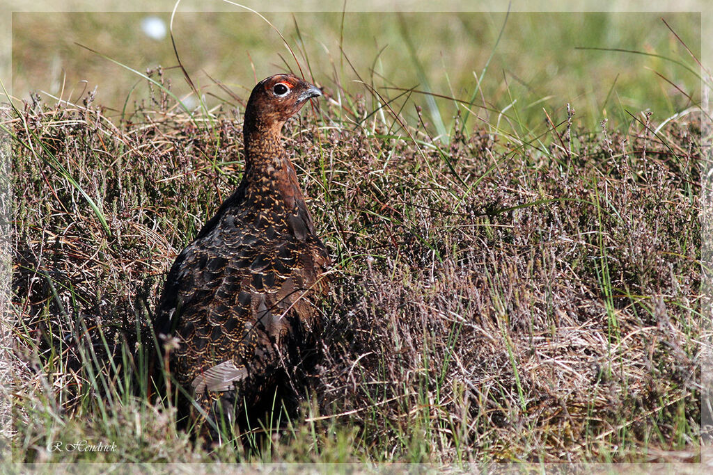 Willow Ptarmigan (scotica)