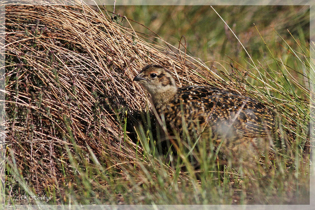 Willow Ptarmigan (scotica)