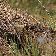 Willow Ptarmigan (scotica)