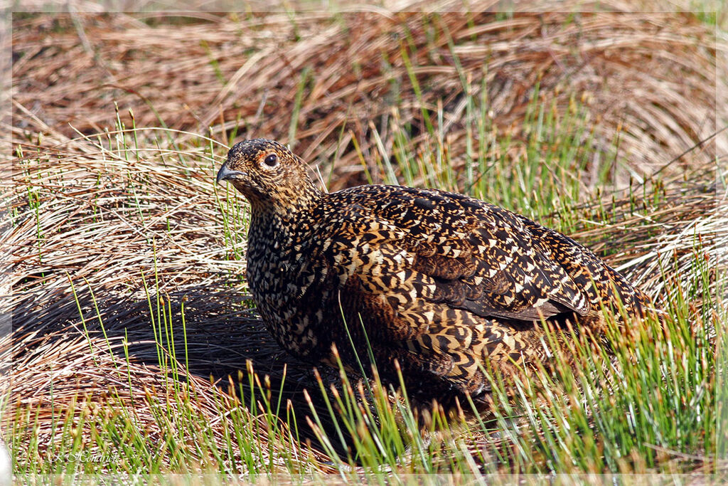 Willow Ptarmigan (scotica)