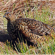 Willow Ptarmigan (scotica)