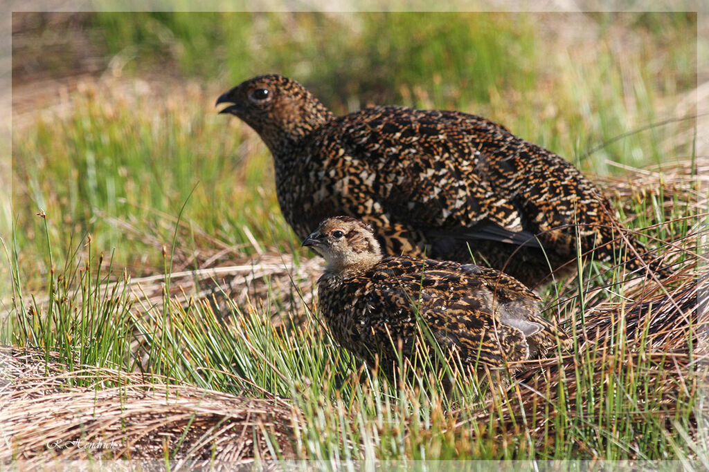 Willow Ptarmigan (scotica)