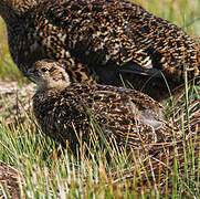 Willow Ptarmigan (scotica)