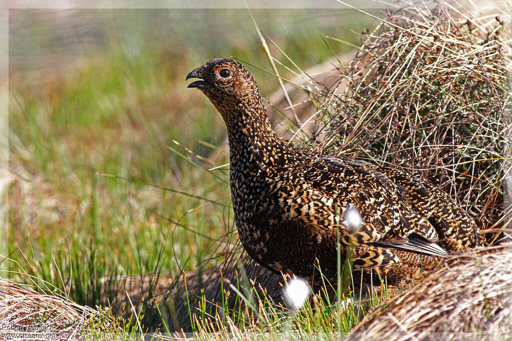 Willow Ptarmigan (scotica)