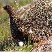 Willow Ptarmigan (scotica)