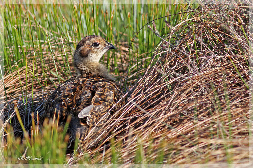 Willow Ptarmigan (scotica)