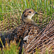 Willow Ptarmigan (scotica)