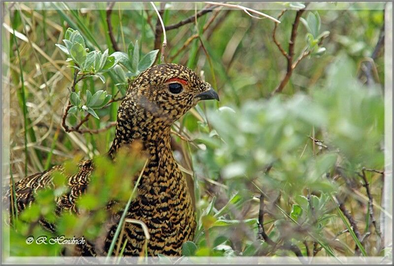 Willow Ptarmigan