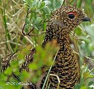 Willow Ptarmigan