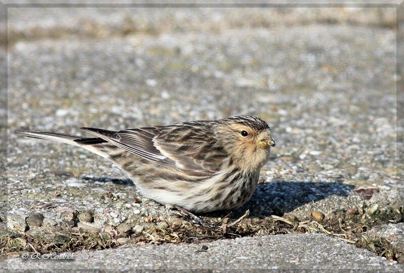 Twite