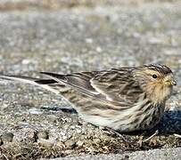 Twite