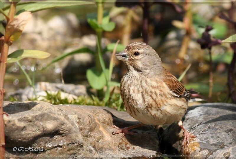 Common Linnet