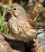 Common Linnet