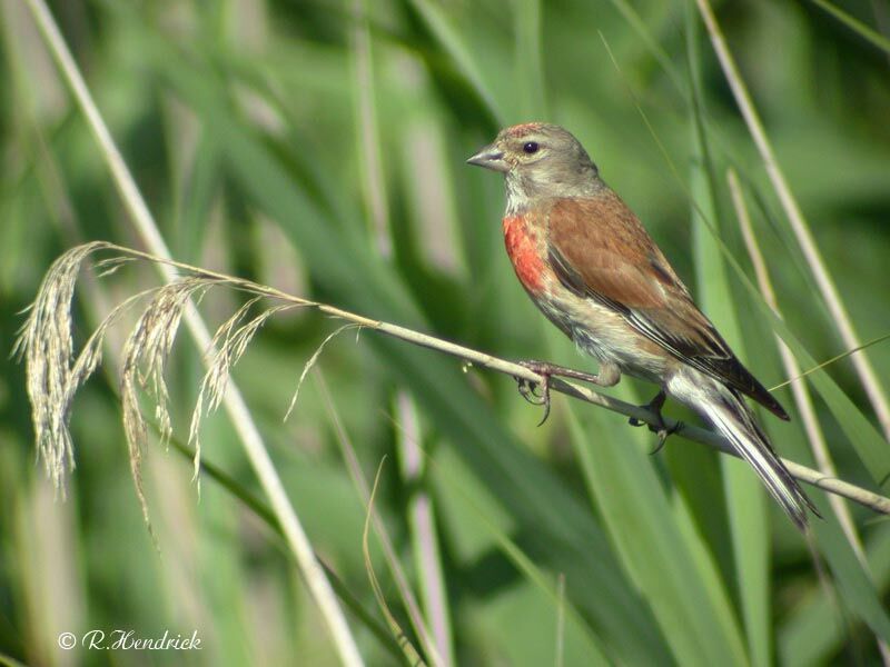 Linotte mélodieuse