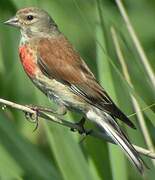 Common Linnet