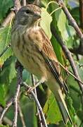 Common Linnet