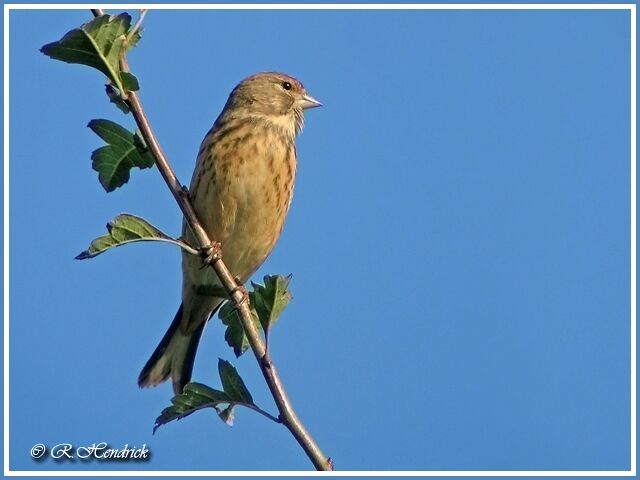 Common Linnet