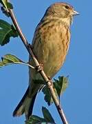 Common Linnet