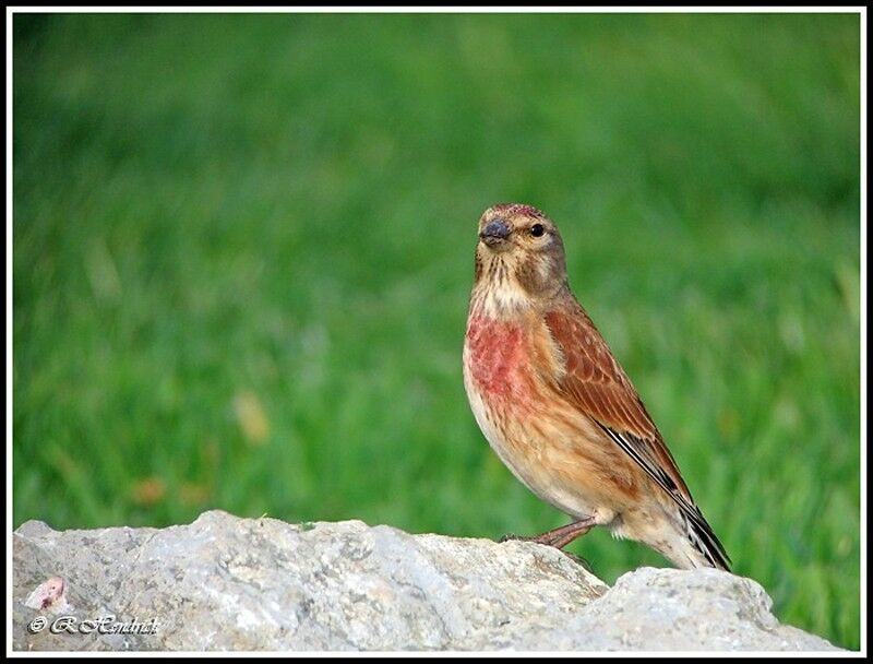 Common Linnet