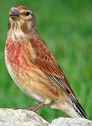 Common Linnet